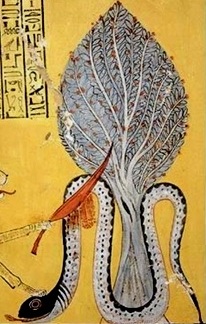 Apophis Sycamore Tree