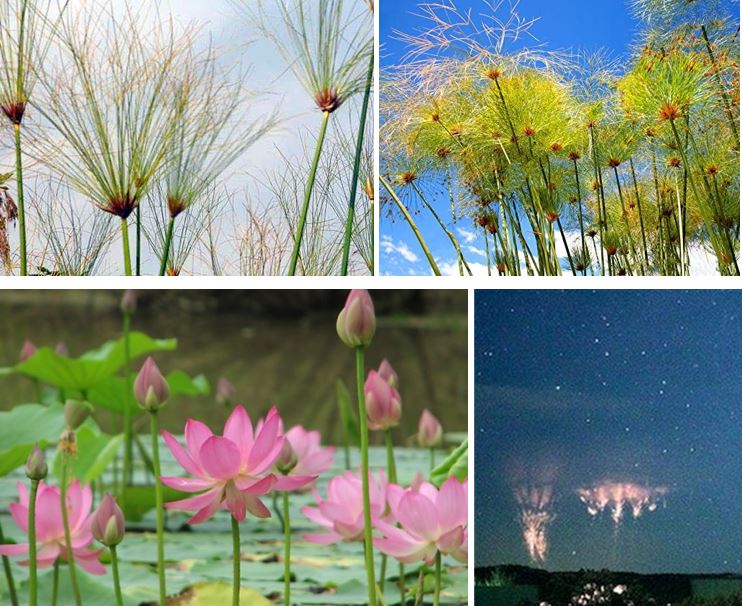 comparison between lotus flowers and electrical sprites